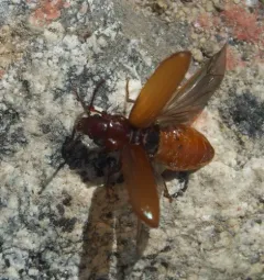 Pytho americanus thumbnail 1