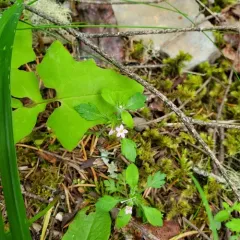 variableleaf collomia thumbnail 4