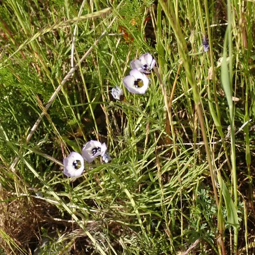 bird's-eye gilia