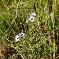 bird's-eye gilia thumbnail 1