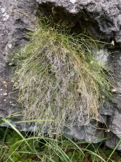 narrowleaf wildparsley thumbnail 1