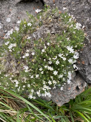 Watson's prickly phlox