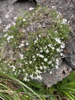 Watson's prickly phlox thumbnail 1
