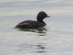 Common Scoter thumbnail 1