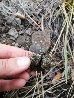Asterella saccata thumbnail 4