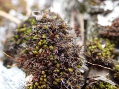 Small Hairy Screw-moss thumbnail 2