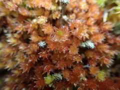 Imbribryum torenii thumbnail 2