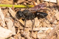 Podalonia luctuosa thumbnail 3