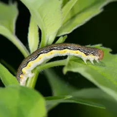 Linden Looper Moth thumbnail 2