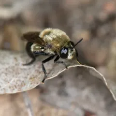 Black-bodied Ant Fly thumbnail 3