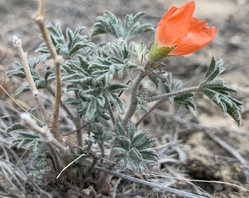 Gooseberryleaf Globemallow