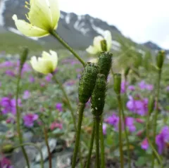 Lapland Poppy thumbnail 4