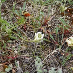 Forest Bumble Bee thumbnail 4