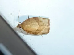 Barred Fruit-tree Tortrix thumbnail 2