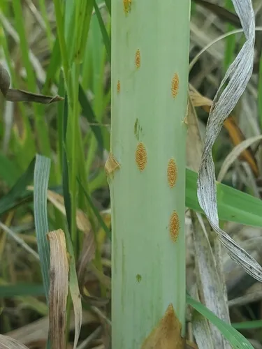Asparagus rust