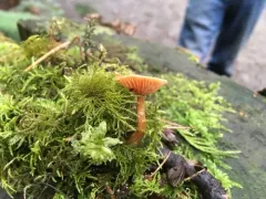 Winter twiglet thumbnail 4