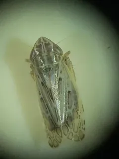 Diplocolenus configuratus thumbnail 4