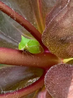 Stictocephala brevitylus thumbnail 2