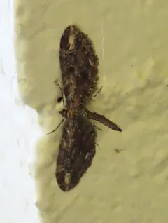 Eupithecia subapicata thumbnail 3