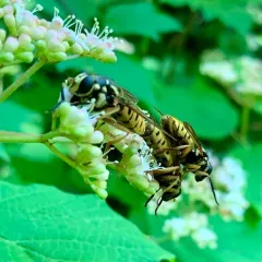 Wasp-like Falsehorn thumbnail 4