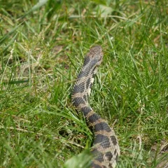 Western Foxsnake thumbnail 4