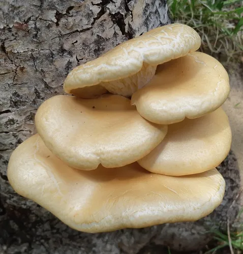 aspen oyster mushroom