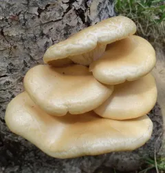 aspen oyster mushroom thumbnail 1