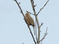 Pyrrhuloxia thumbnail 2