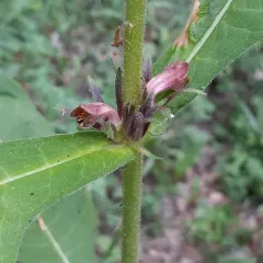 Orange-fruited Horse Gentian thumbnail 3