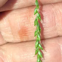 drooping woodland sedge thumbnail 4