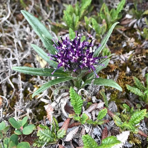 nutty saw-wort