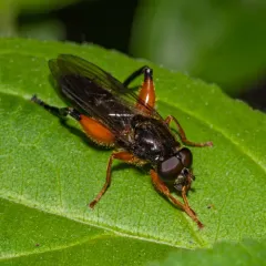 Black-hipped Leafwalker thumbnail 3