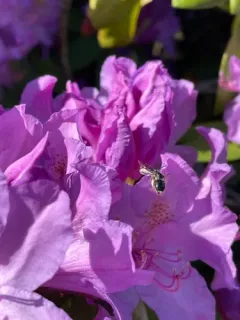 Azalea Mining Bee thumbnail 4