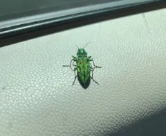 Western Cedar Borer thumbnail 2