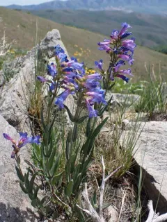 Matroot Penstemon thumbnail 3