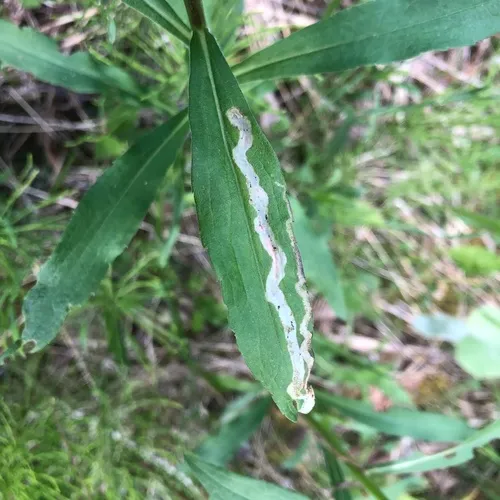 Phytomyza solidaginophaga