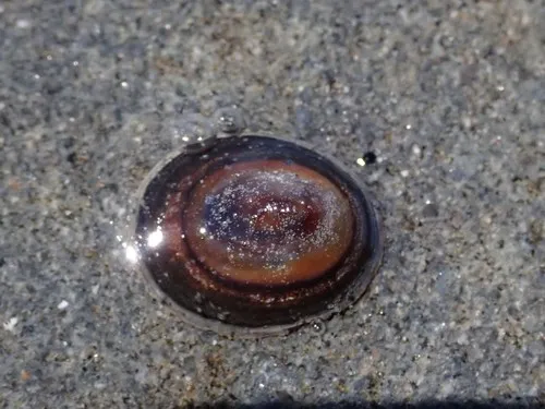 Chocolate Limpet