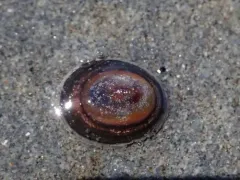 Chocolate Limpet thumbnail 1