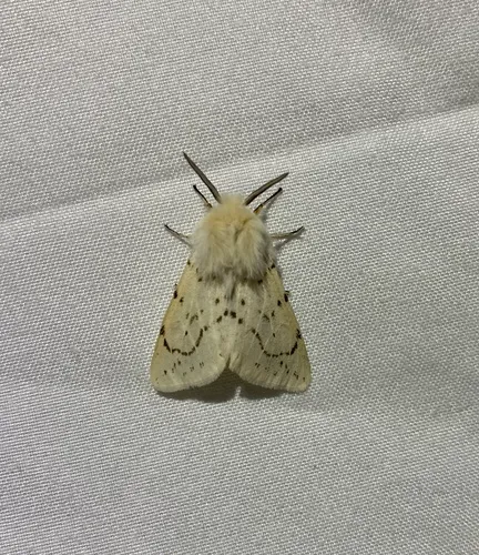 Dubious Tiger Moth