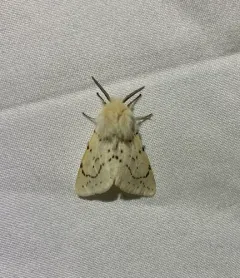 Dubious Tiger Moth thumbnail 1