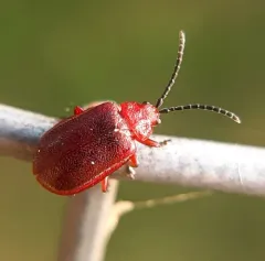 Cherry leaf beetle thumbnail 1