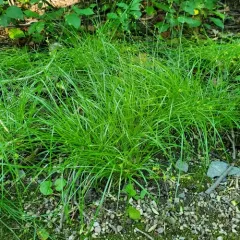 bracted sedge thumbnail 2