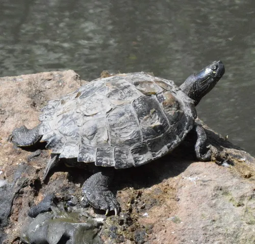 Ouachita Map Turtle