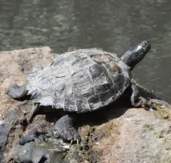 Ouachita Map Turtle thumbnail 1