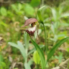 Ram's-head Lady's Slipper thumbnail 2