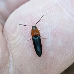 Megapenthes nigriventris thumbnail 2