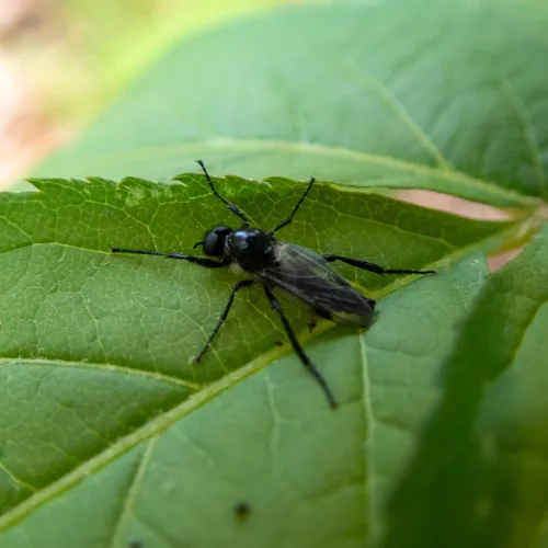 Bibio vestitus
