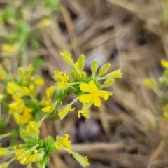 pine barren goldenheather thumbnail 4