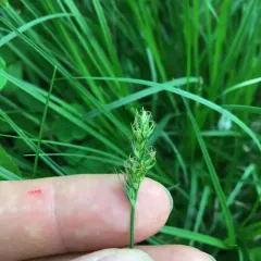 Spiked Sedge thumbnail 4