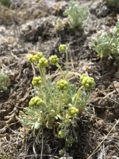 Rock-tansy thumbnail 2